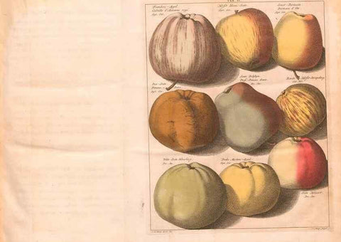 Reproducción/Reproduction 27409543357: Pomologie,. Amsterdam,M. Magérus,1771.. 