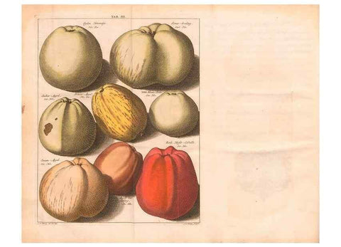 Reproducción/Reproduction 42280172311: Pomologie,. Amsterdam,M. Magérus,1771.. 