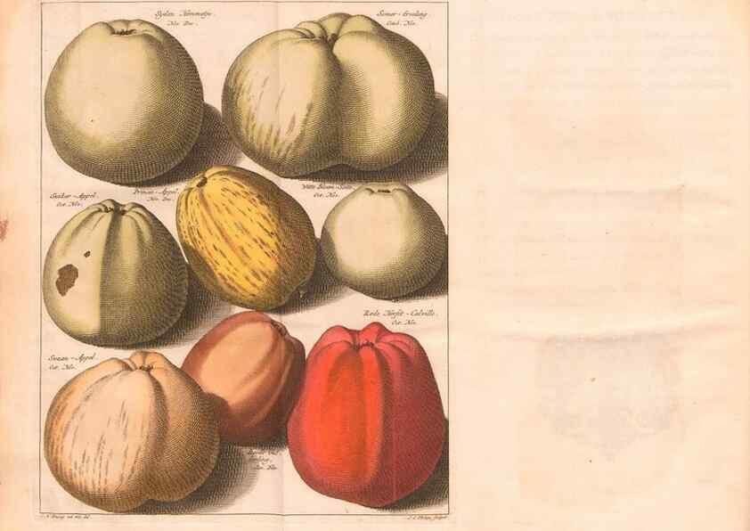 Reproducción/Reproduction 42280172311: Pomologie,. Amsterdam,M. Magérus,1771.. 