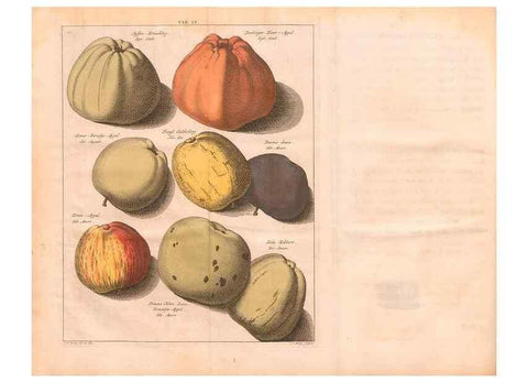 Reproducción/Reproduction 27409546827: Pomologie,. Amsterdam,M. Magérus,1771.. 