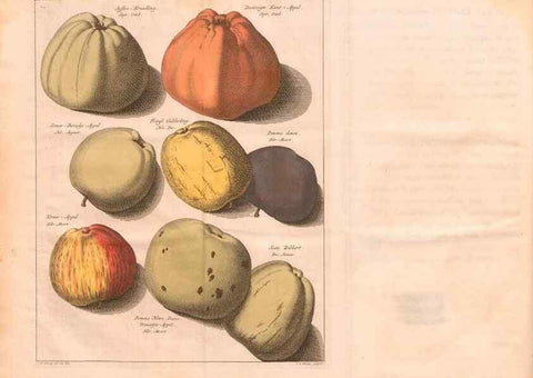 Reproducción/Reproduction 27409546827: Pomologie,. Amsterdam,M. Magérus,1771.. 