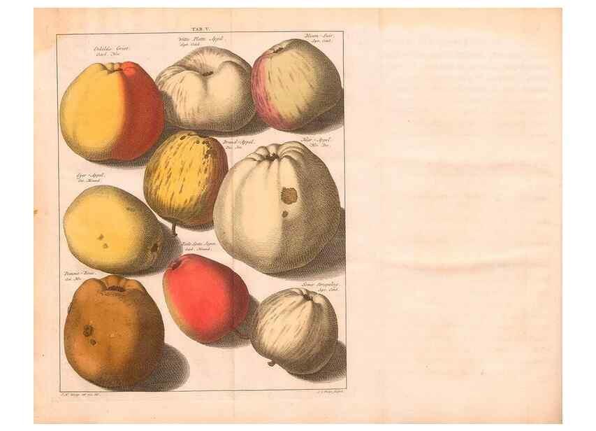 Reproducción/Reproduction 27409548837: Pomologie,. Amsterdam,M. Magérus,1771.. 