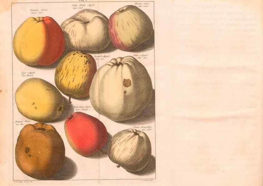 Reproducción/Reproduction 27409548837: Pomologie,. Amsterdam,M. Magérus,1771.. 