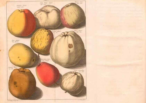 Reproducción/Reproduction 27409548837: Pomologie,. Amsterdam,M. Magérus,1771.. 