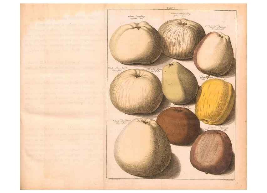 Reproducción/Reproduction 41378176095: Pomologie,. Amsterdam,M. Magérus,1771.. 