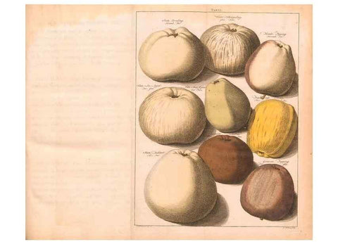 Reproducción/Reproduction 41378176095: Pomologie,. Amsterdam,M. Magérus,1771.. 