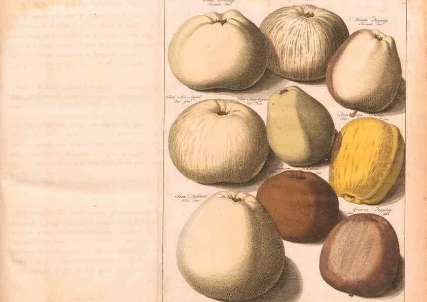 Reproducción/Reproduction 41378176095: Pomologie,. Amsterdam,M. Magérus,1771.. 