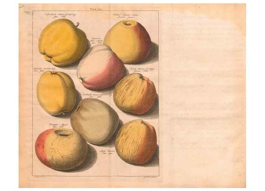 Reproducción/Reproduction 28407204338: Pomologie,. Amsterdam,M. Magérus,1771.. 