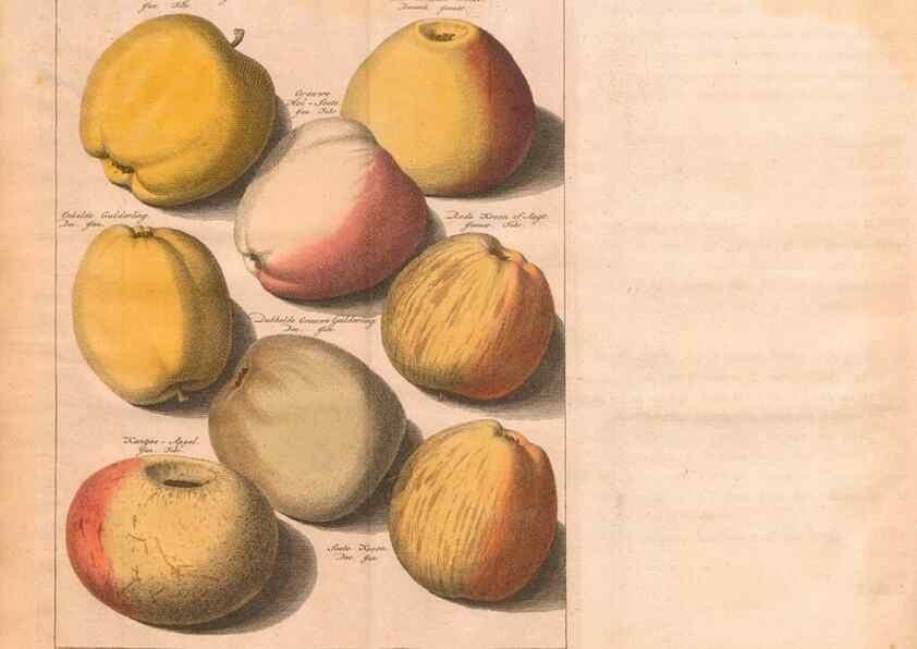 Reproducción/Reproduction 28407204338: Pomologie,. Amsterdam,M. Magérus,1771.. 