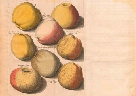 Reproducción/Reproduction 28407204338: Pomologie,. Amsterdam,M. Magérus,1771.. 