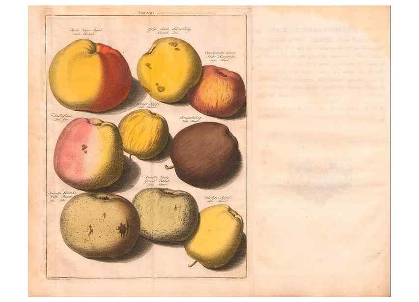 Reproducción/Reproduction 40473225390: Pomologie,. Amsterdam,M. Magérus,1771.. 