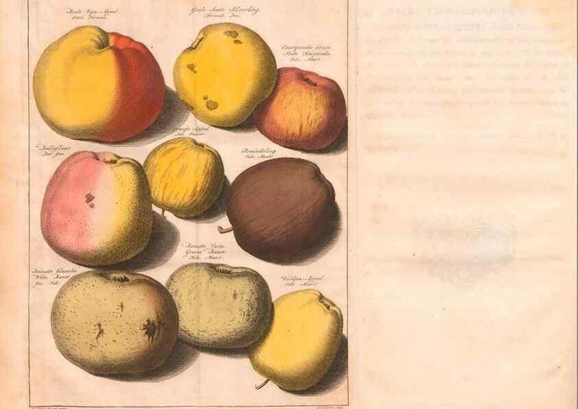 Reproducción/Reproduction 40473225390: Pomologie,. Amsterdam,M. Magérus,1771.. 
