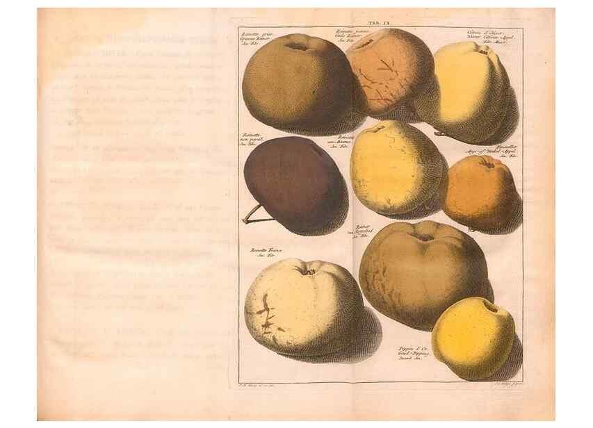 Reproducción/Reproduction 41378182745: Pomologie,. Amsterdam,M. Magérus,1771.. 