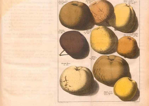 Reproducción/Reproduction 41378182745: Pomologie,. Amsterdam,M. Magérus,1771.. 