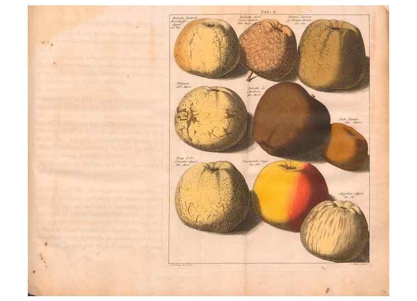 Reproducción/Reproduction 28407207558: Pomologie,. Amsterdam,M. Magérus,1771.. 
