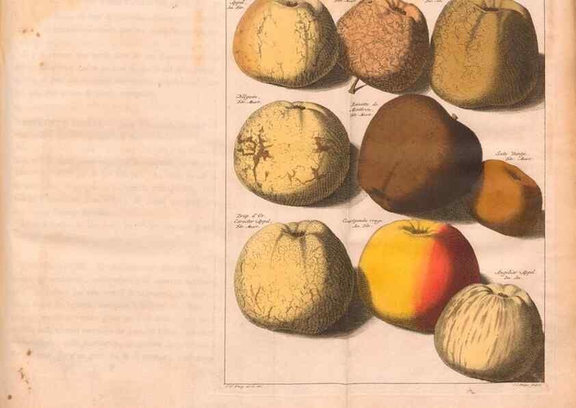 Reproducción/Reproduction 28407207558: Pomologie,. Amsterdam,M. Magérus,1771.. 