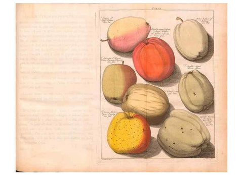 Reproducción/Reproduction 42233570122: Pomologie,. Amsterdam,M. Magérus,1771.. 