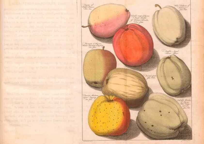 Reproducción/Reproduction 42233570122: Pomologie,. Amsterdam,M. Magérus,1771.. 