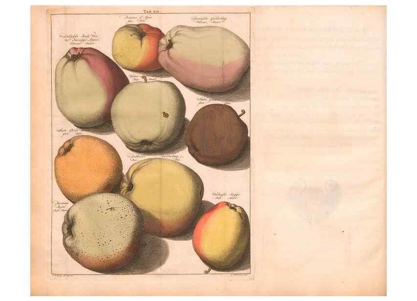 Reproducción/Reproduction 28407210258: Pomologie,. Amsterdam,M. Magérus,1771.. 