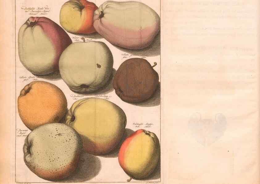 Reproducción/Reproduction 28407210258: Pomologie,. Amsterdam,M. Magérus,1771.. 