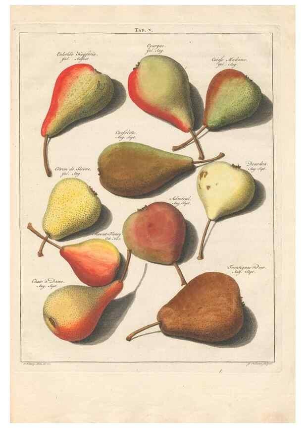 Reproducción/Reproduction 41377728065: Pomologia :. Te Leeuwarden, :By Abraham Ferwerda, ...,1758.. 