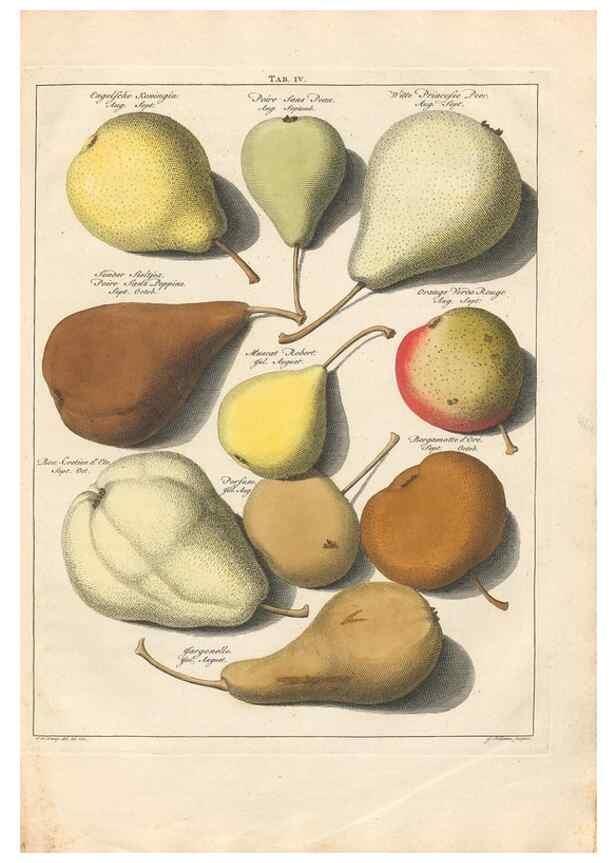 Reproducción/Reproduction 42233084112: Pomologia :. Te Leeuwarden, :By Abraham Ferwerda, ...,1758.. 