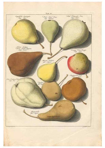 Reproducción/Reproduction 42233084112: Pomologia :. Te Leeuwarden, :By Abraham Ferwerda, ...,1758.. 