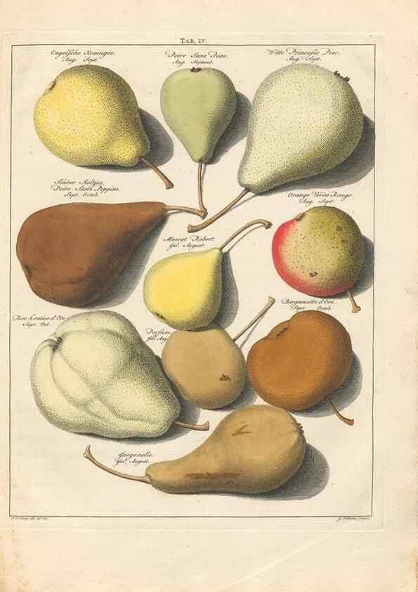 Reproducción/Reproduction 42233084112: Pomologia :. Te Leeuwarden, :By Abraham Ferwerda, ...,1758.. 