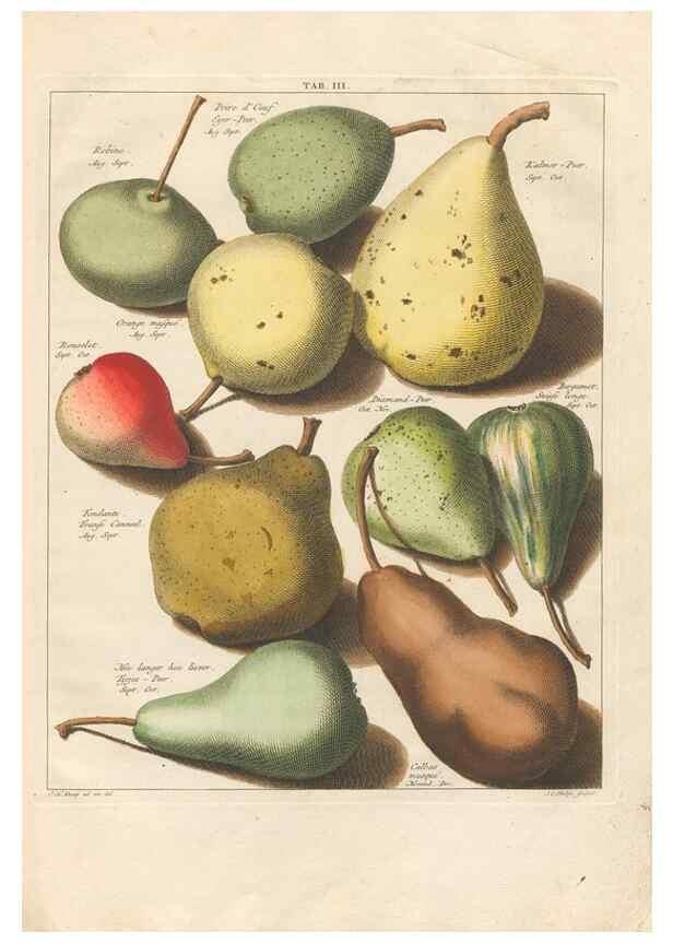 Reproducción/Reproduction 42233079242: Pomologia :. Te Leeuwarden, :By Abraham Ferwerda, ...,1758.. 