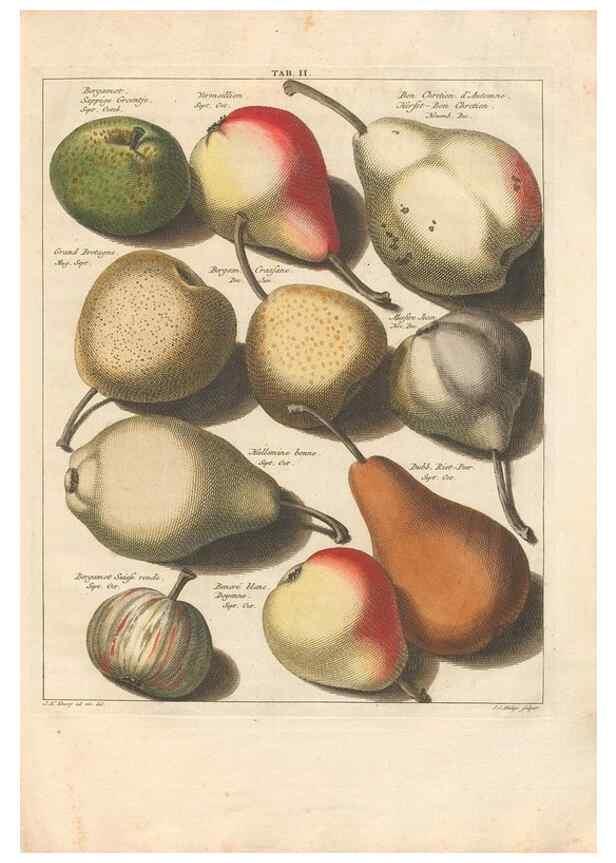 Reproducción/Reproduction 42233074112: Pomologia :. Te Leeuwarden, :By Abraham Ferwerda, ...,1758.. 