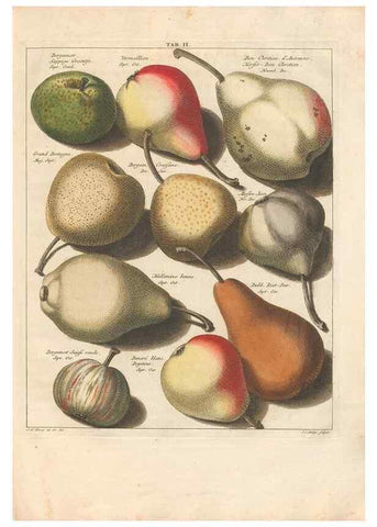 Reproducción/Reproduction 42233074112: Pomologia :. Te Leeuwarden, :By Abraham Ferwerda, ...,1758.. 