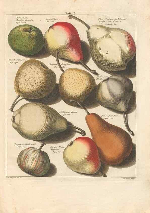 Reproducción/Reproduction 42233074112: Pomologia :. Te Leeuwarden, :By Abraham Ferwerda, ...,1758.. 