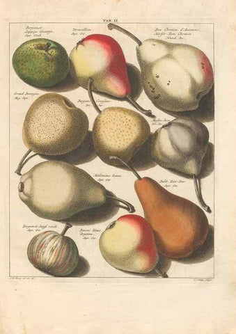 Reproducción/Reproduction 42233074112: Pomologia :. Te Leeuwarden, :By Abraham Ferwerda, ...,1758.. 