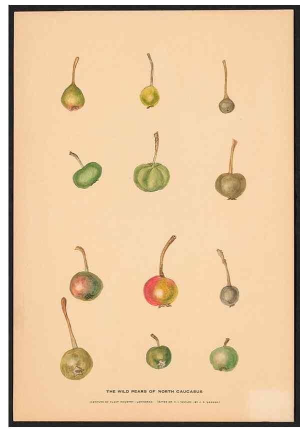 Reproducción/Reproduction 28406253938: Paintings of wild apples and wild pears collected by Russian botanists.. [Russia],. 