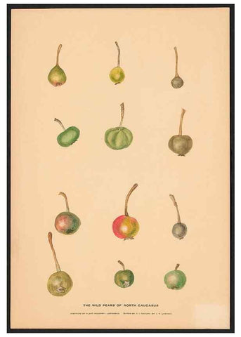 Reproducción/Reproduction 28406253938: Paintings of wild apples and wild pears collected by Russian botanists.. [Russia],. 