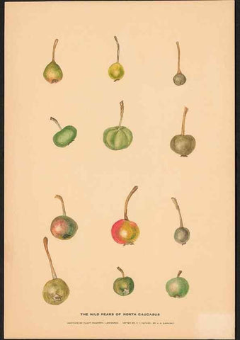 Reproducción/Reproduction 28406253938: Paintings of wild apples and wild pears collected by Russian botanists.. [Russia],. 