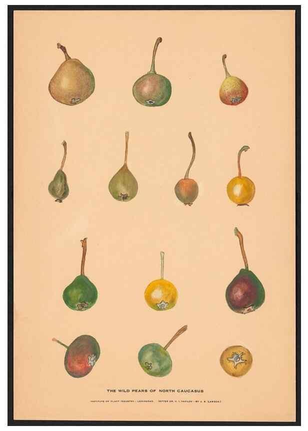 Reproducción/Reproduction 28406256478: Paintings of wild apples and wild pears collected by Russian botanists.. [Russia],. 