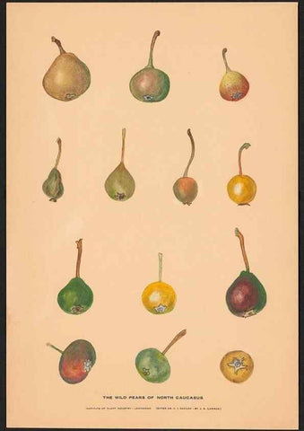 Reproducción/Reproduction 28406256478: Paintings of wild apples and wild pears collected by Russian botanists.. [Russia],. 