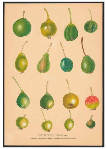 Reproducción/Reproduction 41377213835: Paintings of wild apples and wild pears collected by Russian botanists.. [Russia],. 