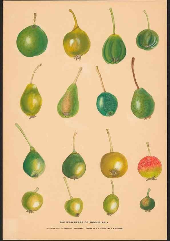 Reproducción/Reproduction 41377213835: Paintings of wild apples and wild pears collected by Russian botanists.. [Russia],. 