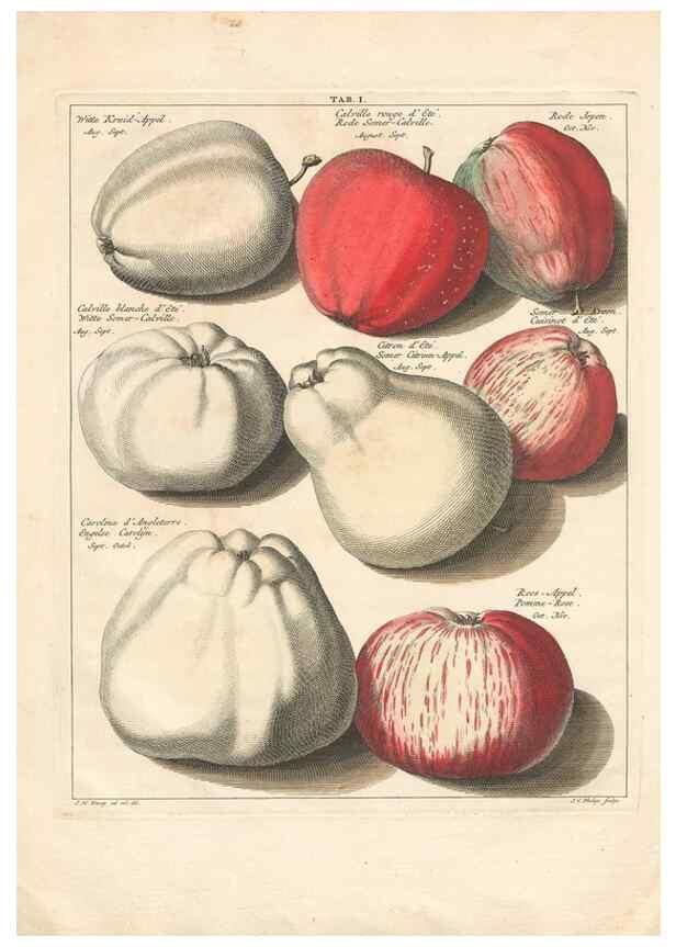 Reproducción/Reproduction 42279689391: Pomologia :. Te Leeuwarden, :By Abraham Ferwerda, ...,1758.. 