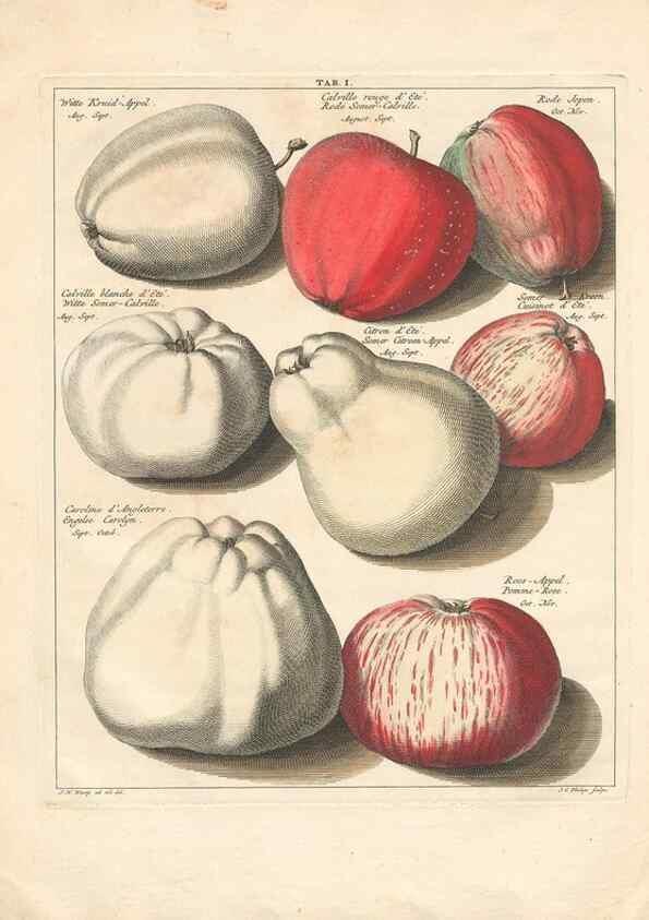 Reproducción/Reproduction 42279689391: Pomologia :. Te Leeuwarden, :By Abraham Ferwerda, ...,1758.. 
