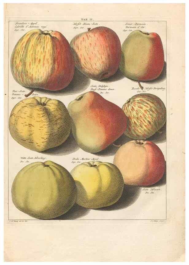 Reproducción/Reproduction 42279691841: Pomologia :. Te Leeuwarden, :By Abraham Ferwerda, ...,1758.. 