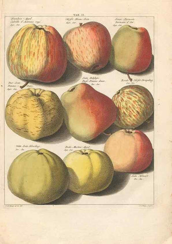 Reproducción/Reproduction 42279691841: Pomologia :. Te Leeuwarden, :By Abraham Ferwerda, ...,1758.. 