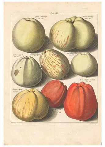 Reproducción/Reproduction 40472756990: Pomologia :. Te Leeuwarden, :By Abraham Ferwerda, ...,1758.. 