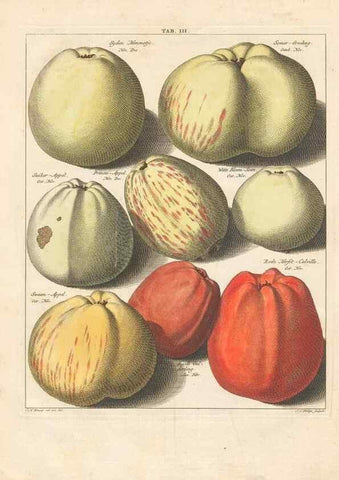 Reproducción/Reproduction 40472756990: Pomologia :. Te Leeuwarden, :By Abraham Ferwerda, ...,1758.. 