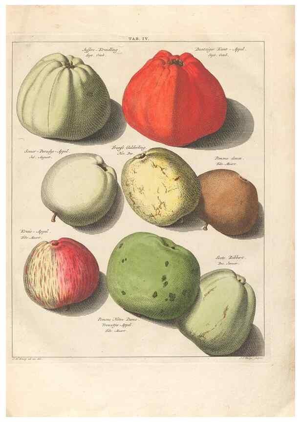 Reproducción/Reproduction 40472758840: Pomologia :. Te Leeuwarden, :By Abraham Ferwerda, ...,1758.. 
