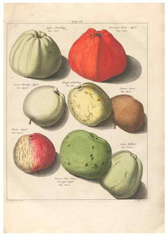 Reproducción/Reproduction 40472758840: Pomologia :. Te Leeuwarden, :By Abraham Ferwerda, ...,1758.. 
