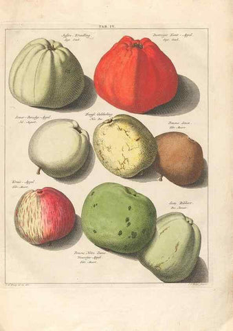 Reproducción/Reproduction 40472758840: Pomologia :. Te Leeuwarden, :By Abraham Ferwerda, ...,1758.. 