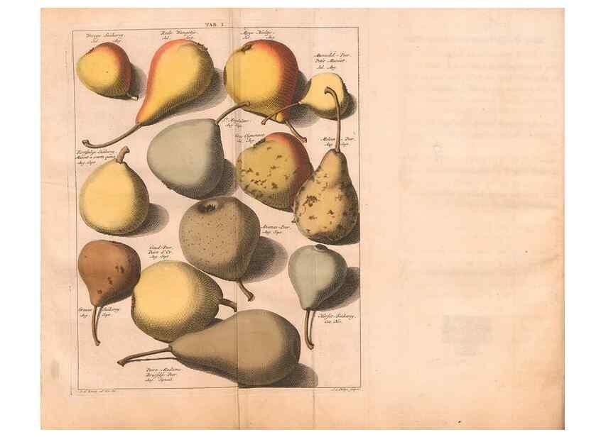 Reproducción/Reproduction 27409566377: Pomologie,. Amsterdam,M. Magérus,1771.. 